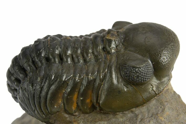 Reedops Trilobite - Atchana, Morocco #310638